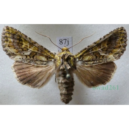 Trachea atriplicis (Linnaeus, 1758) female Agatówka łobodnica Czech87j